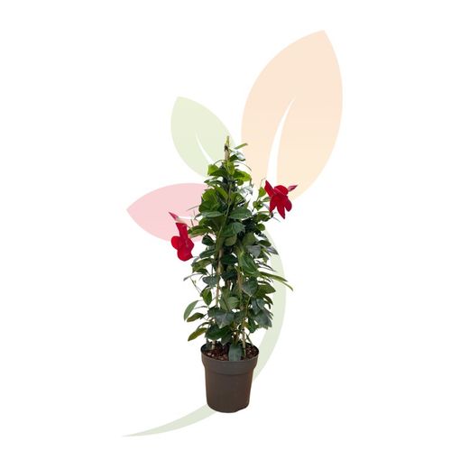 Dipladenia Sanderii Roja Piramidal