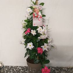 Dipladenia Trio Piramidal