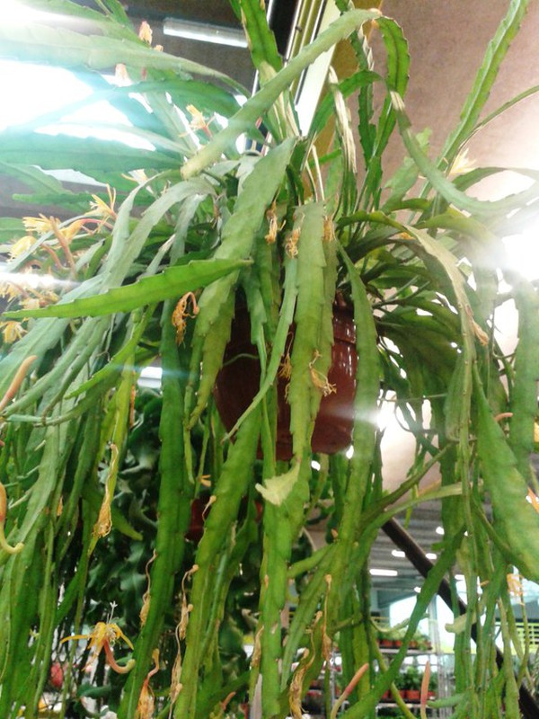 Exemplar Macranthus Disocactus — Flores Frescas Online