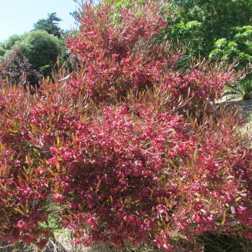 Dodonaea Viscosa Purpurea