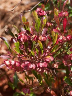 Dodonaea Viscosa Purpurea