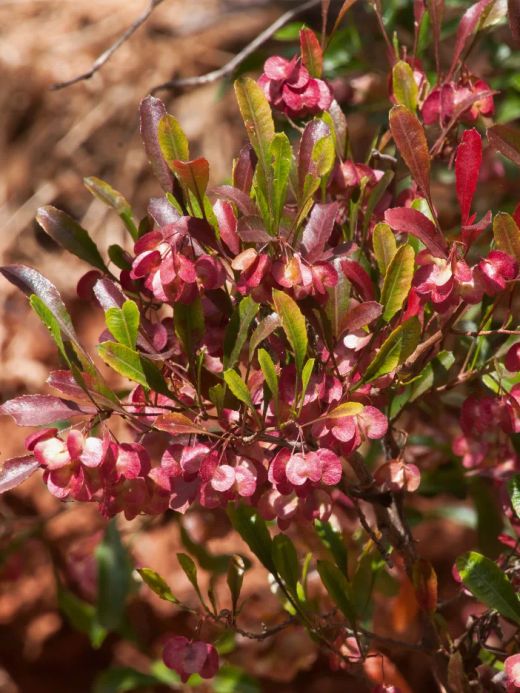 Dodonaea Viscosa Purpurea