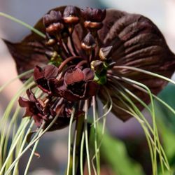 Orquidea Negra Tacca
