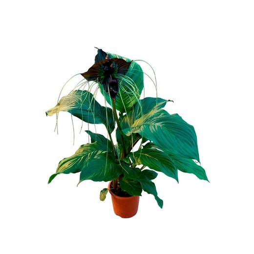 Orquidea Negra Tacca