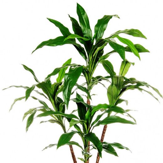 Dracaena Deremensis Ignífuga Artificial