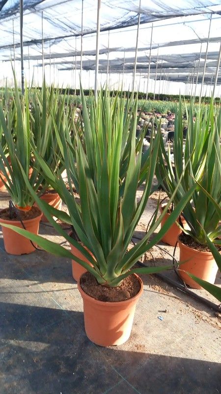 DRACAENA DRACO (DRAGO)
