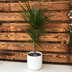 Dracaena Marginata en macetero para regalar