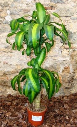 Dracaena Massangeana
