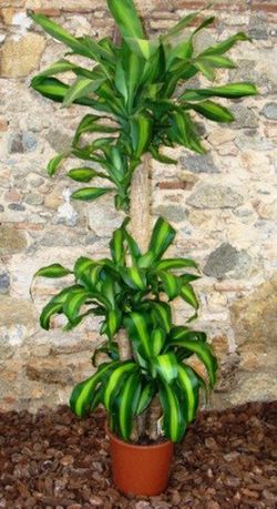 Dracaena Massangeana