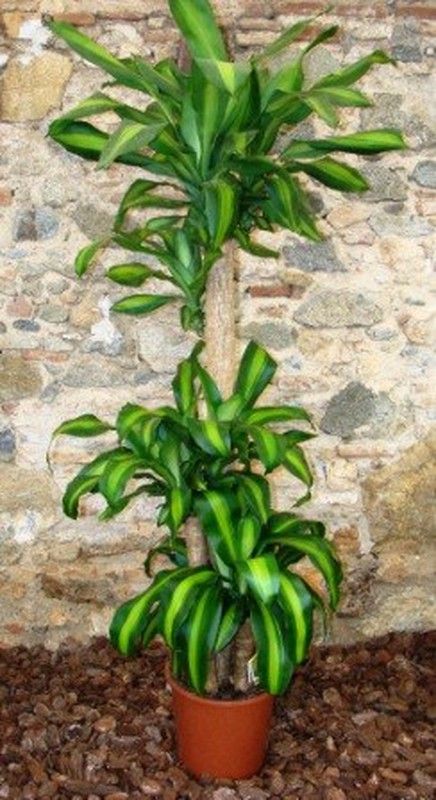 Dracaena Massangeana
