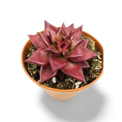 Echeveria Agavoides Rubin Romeo