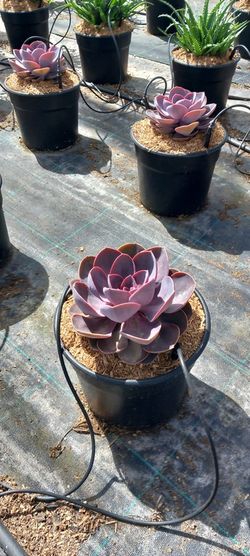 ECHEVERIA MIX