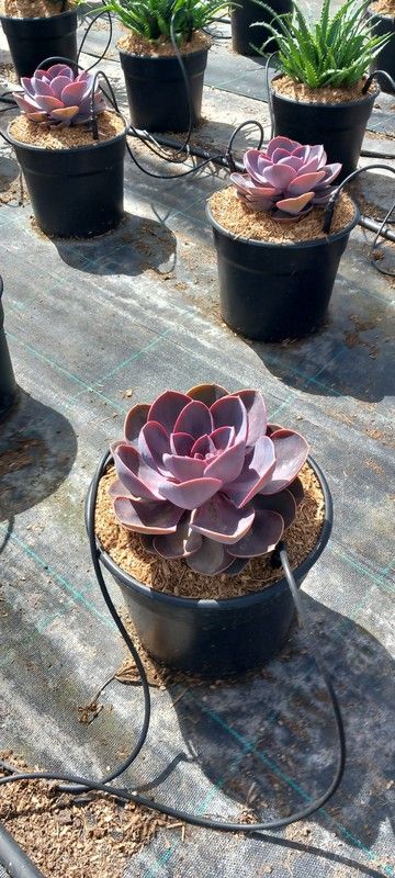 ECHEVERIA MIX