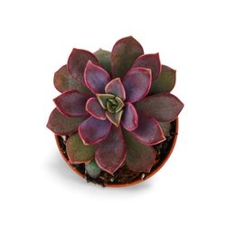 Echeveria Perla Porpra