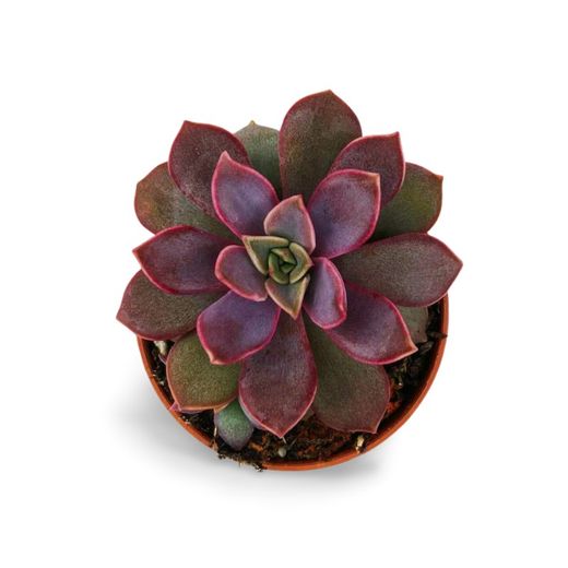 Echeveria Perla Porpra