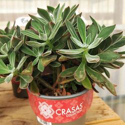 Echeveria Pulvinata Devotion