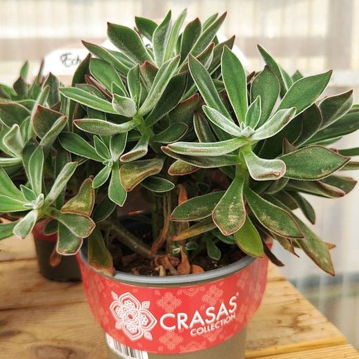 Echeveria Pulvinata Devotion