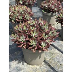 Echeveria Pulvinata Devotion
