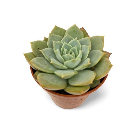 Echeveria Secunda Glauca