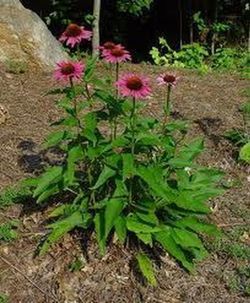 Echinacea Purpurea Bio