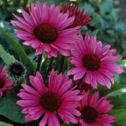 Echinacea Purpurea Bio