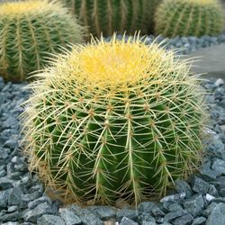 Echinocactus Grusonii