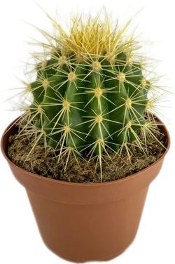 Echinocactus Texensis