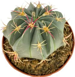 Echinocactus Texensis