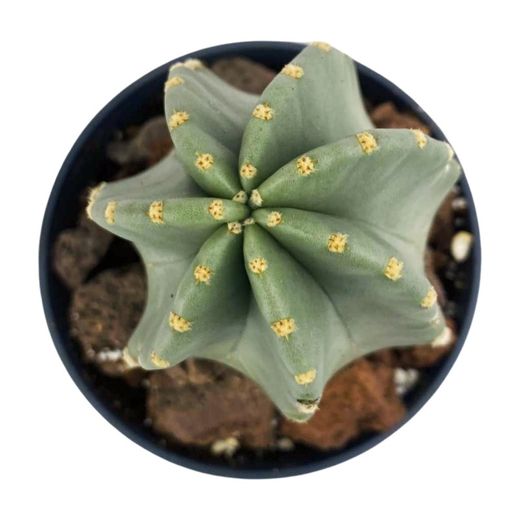 Echinocereus Coccineus