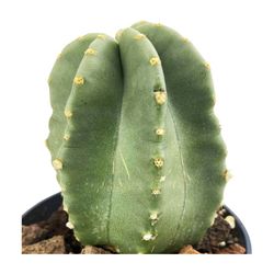 Echinocereus Coccineus