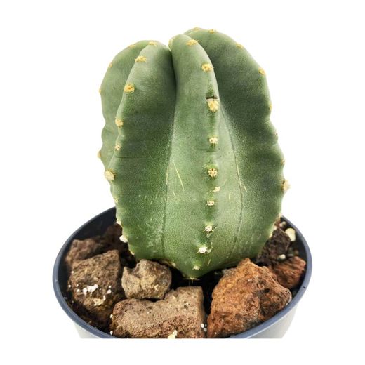 Echinocereus Coccineus