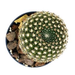 Echinocereus Reichenbachii