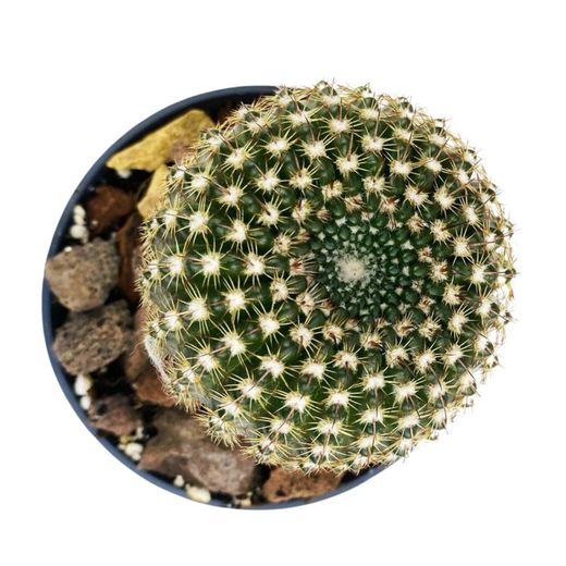 Echinocereus Reichenbachii
