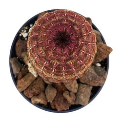 Echinocereus Rigidissimus Rubispinus