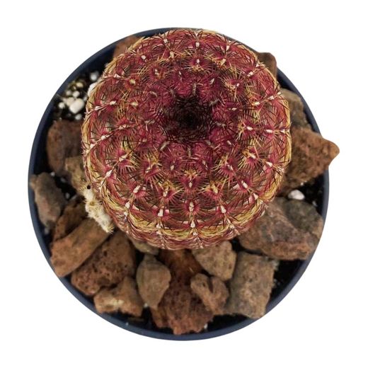 Echinocereus Rigidissimus Rubispinus