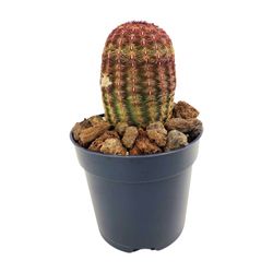 Echinocereus Rigidissimus Rubispinus