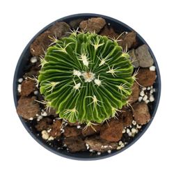 Echinofossulocactus Multicostatus