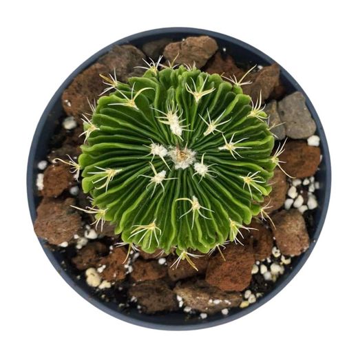 Echinofossulocactus Multicostatus