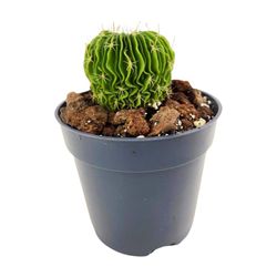 Echinofossulocactus Multicostatus