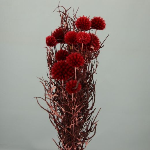 Echinops Preservado