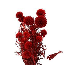 Echinops Preservado