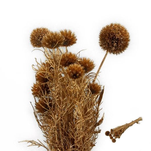Echinops Preservado