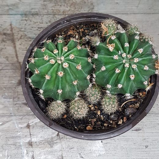 Echinopsis spp.