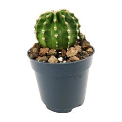 Echinopsis Subdenudata