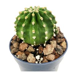 Echinopsis Subdenudata