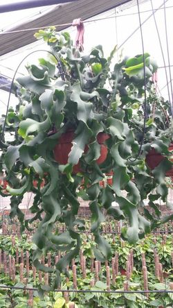 Epiphyllum Guatemala Monstruosa
