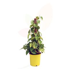 Tutor de Epipremnum Aureum (Pothos)