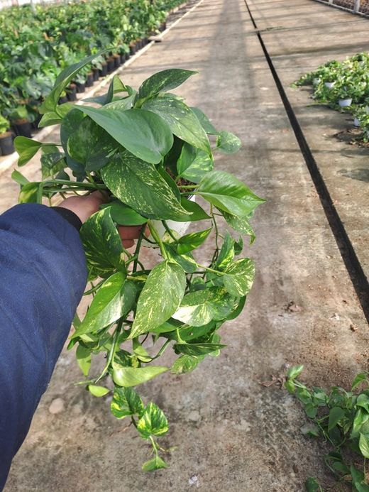 Tutor de Epipremnum Aureum (Pothos)