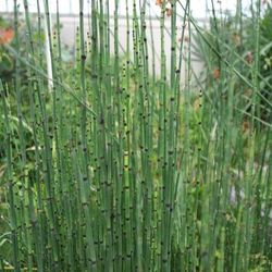 Equisetum hyemale