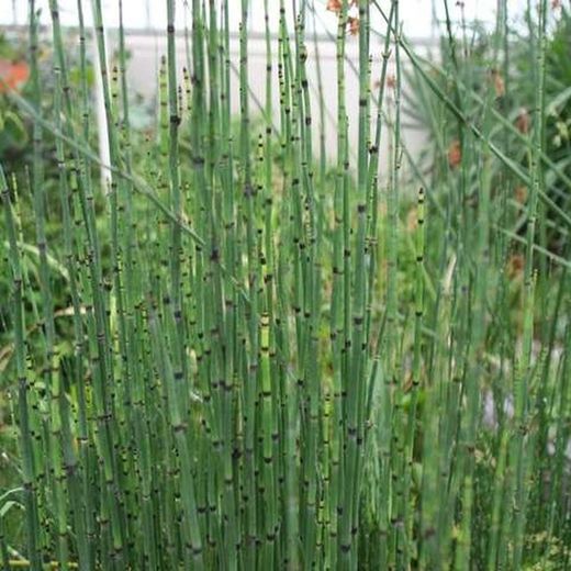 Equisetum hyemale